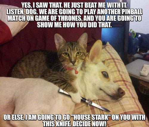 Cat-Dog-Got-Knife