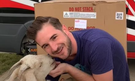 Avengers Infinity Quest with a goat