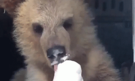 New Pinball Dictionary: Vanilla Ice Cream / Dry Multiball / Naked Multiball